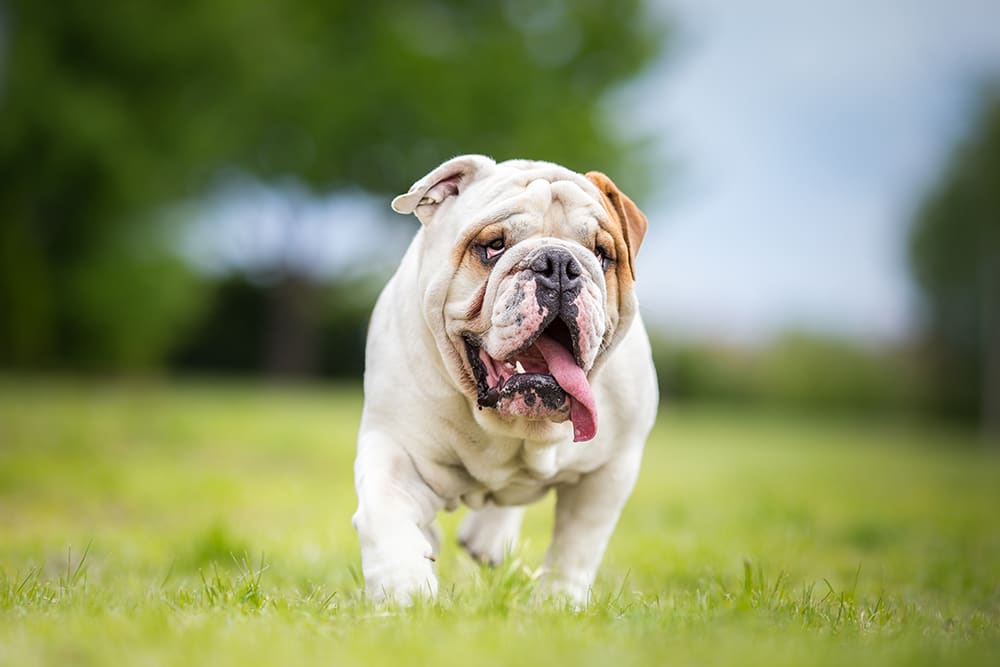 Panting bulldog out playing on the grass.