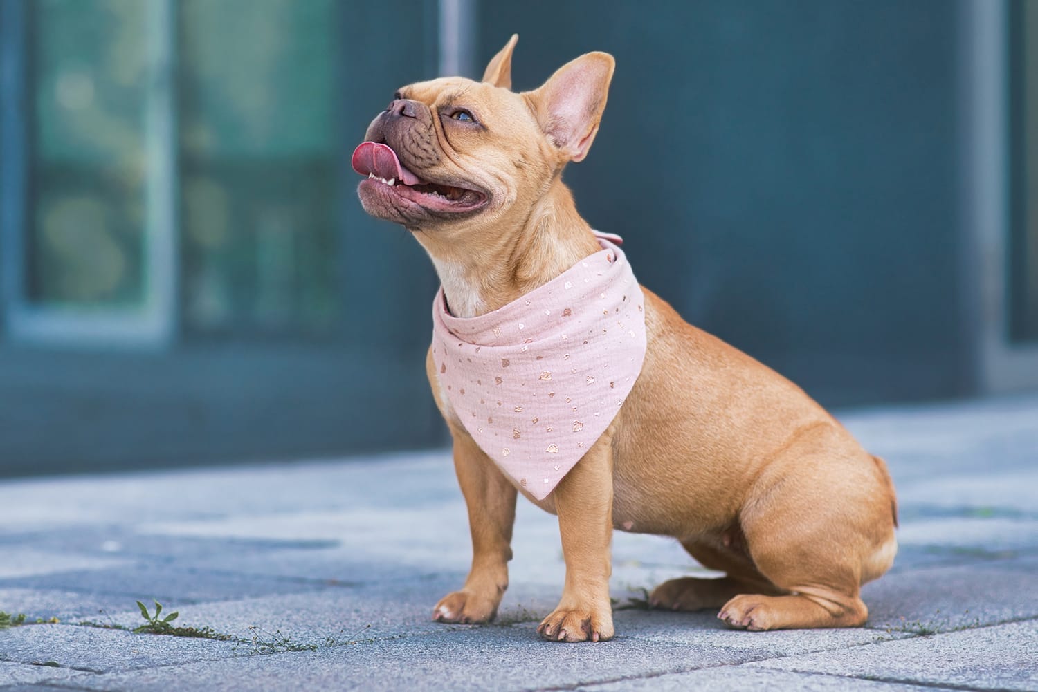 French bulldog with pink bandana, sitting on pavement, looking happy, panting.