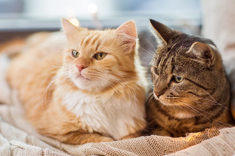 IBD in cats, life-expectancy | Huntersville Vet
