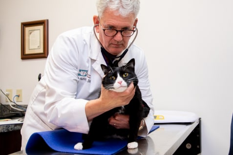 Feline Hyperthyroid Treatment, Huntersville Vet